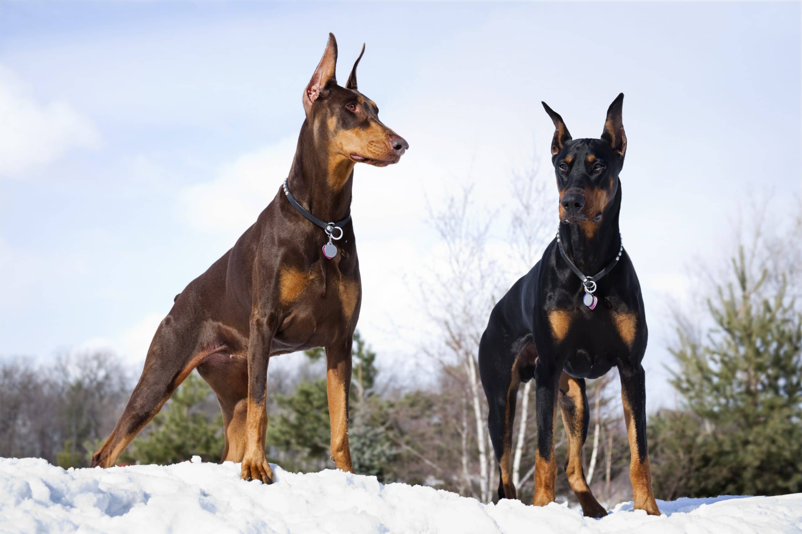 foto Doberman Pinscher