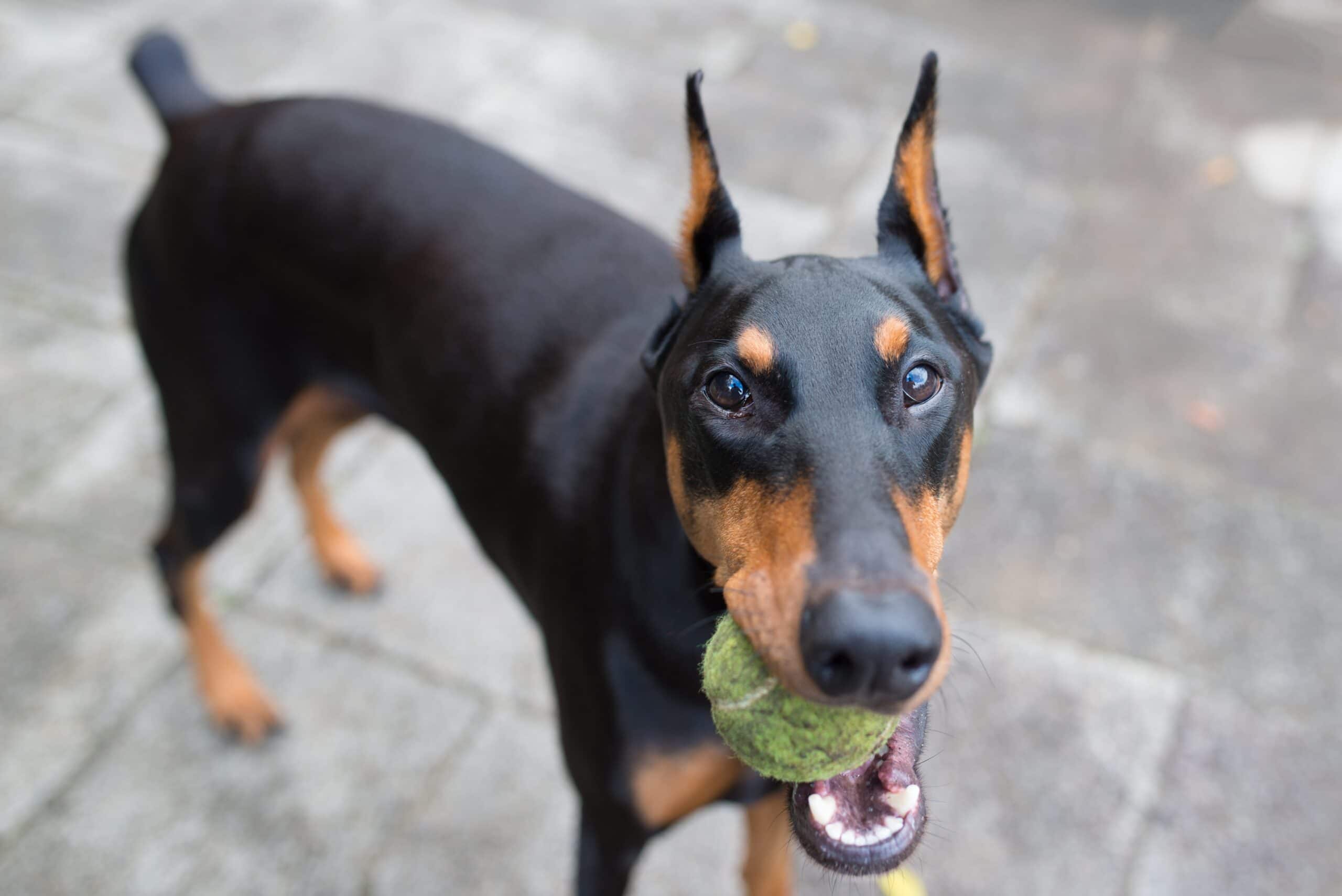 foto Doberman Pinscher