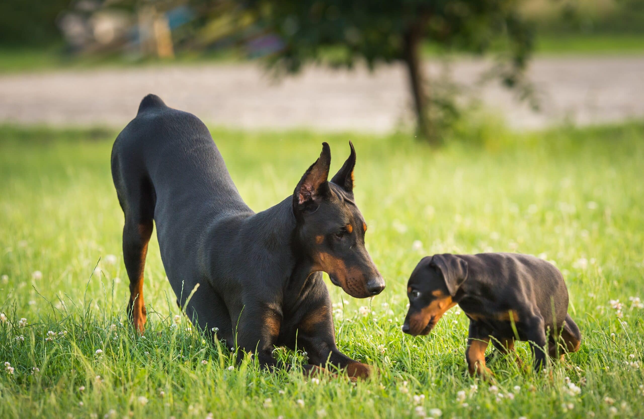 foto Doberman Pinscher