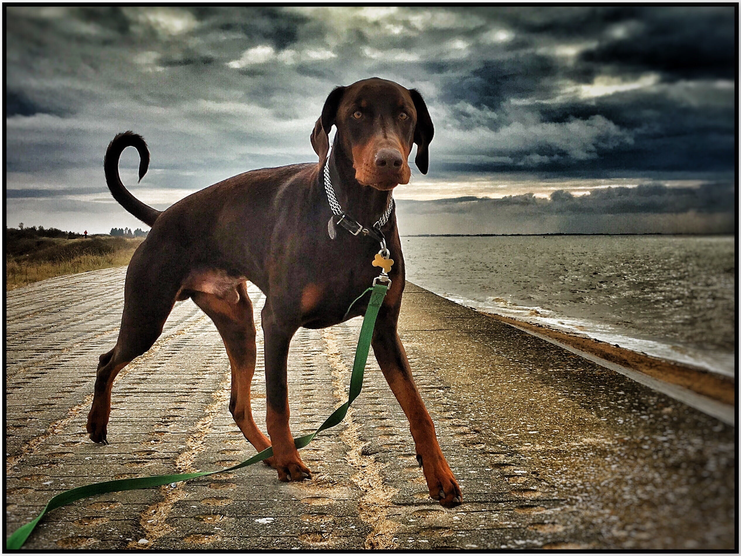 foto Doberman Pinscher