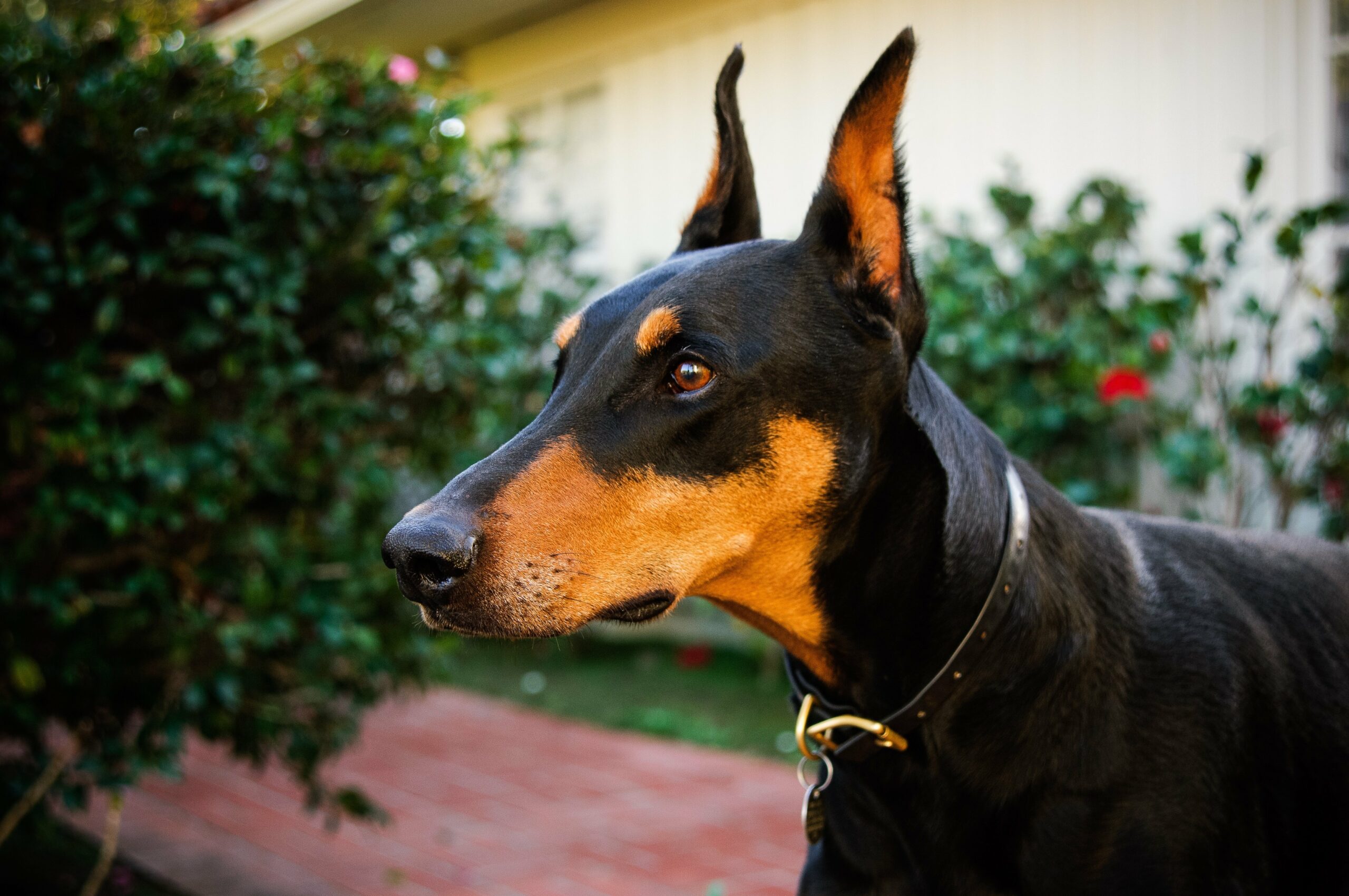 foto Doberman Pinscher