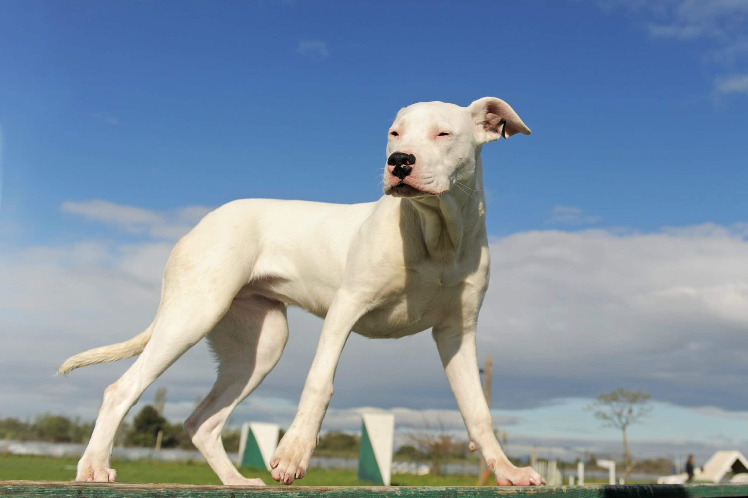 foto Perro Argentino