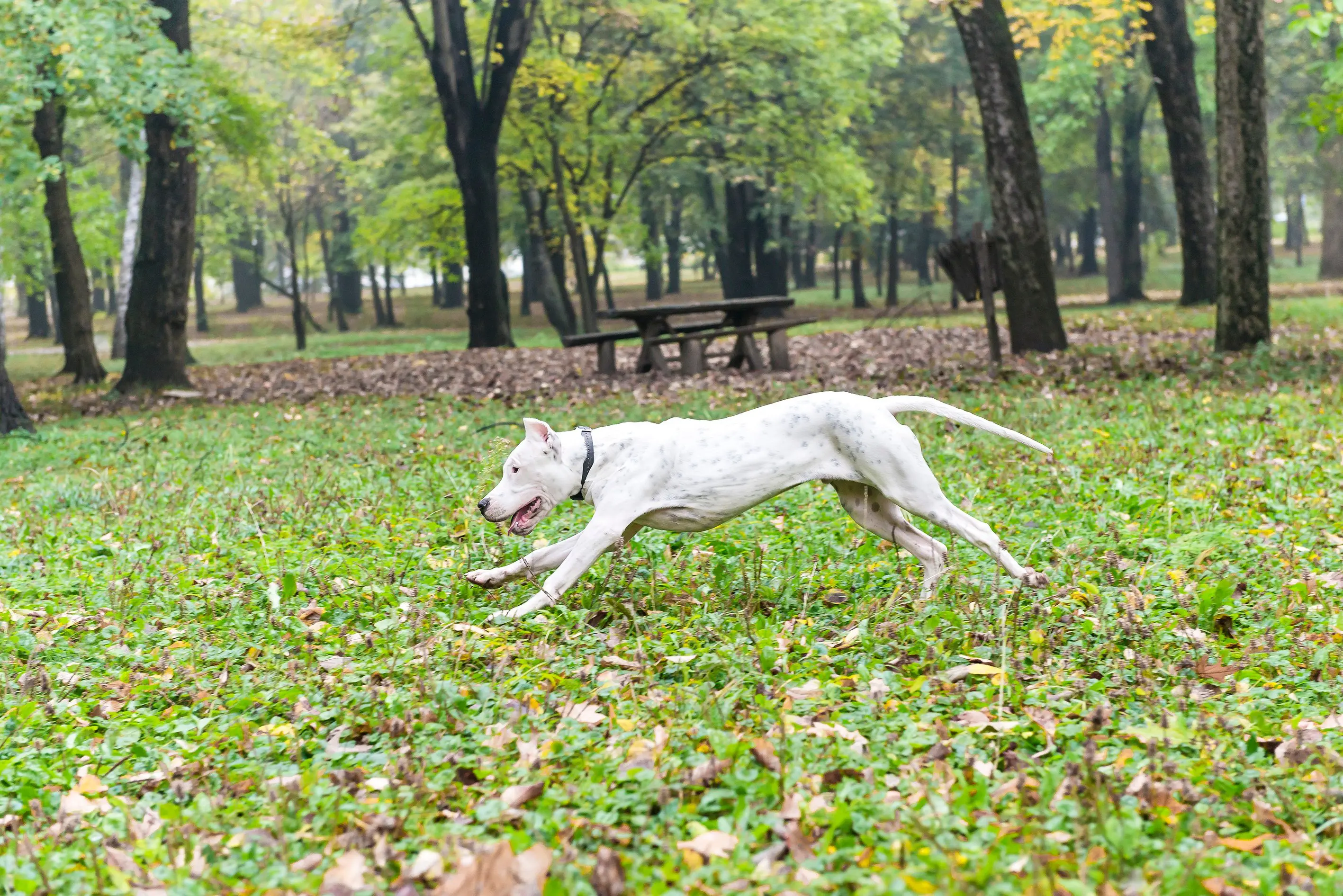 foto Perro Argentino