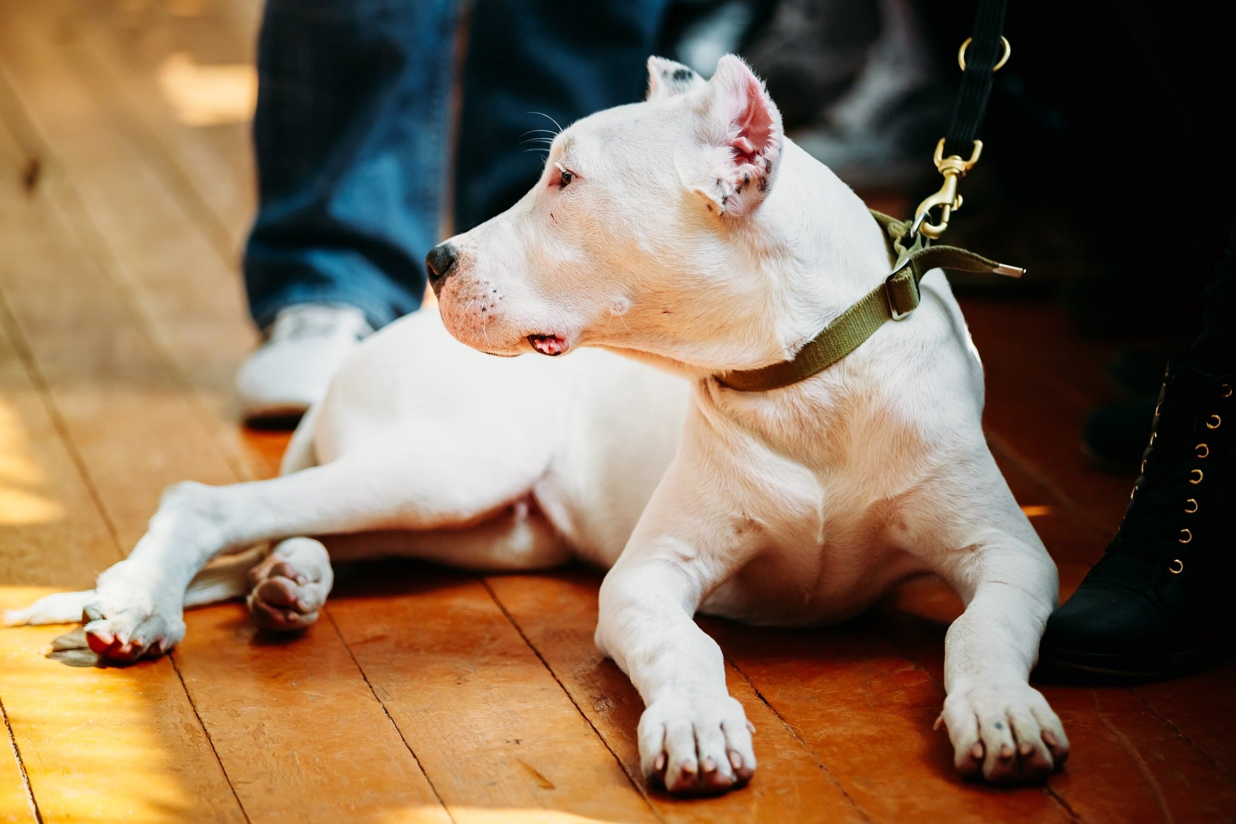 foto Perro Argentino