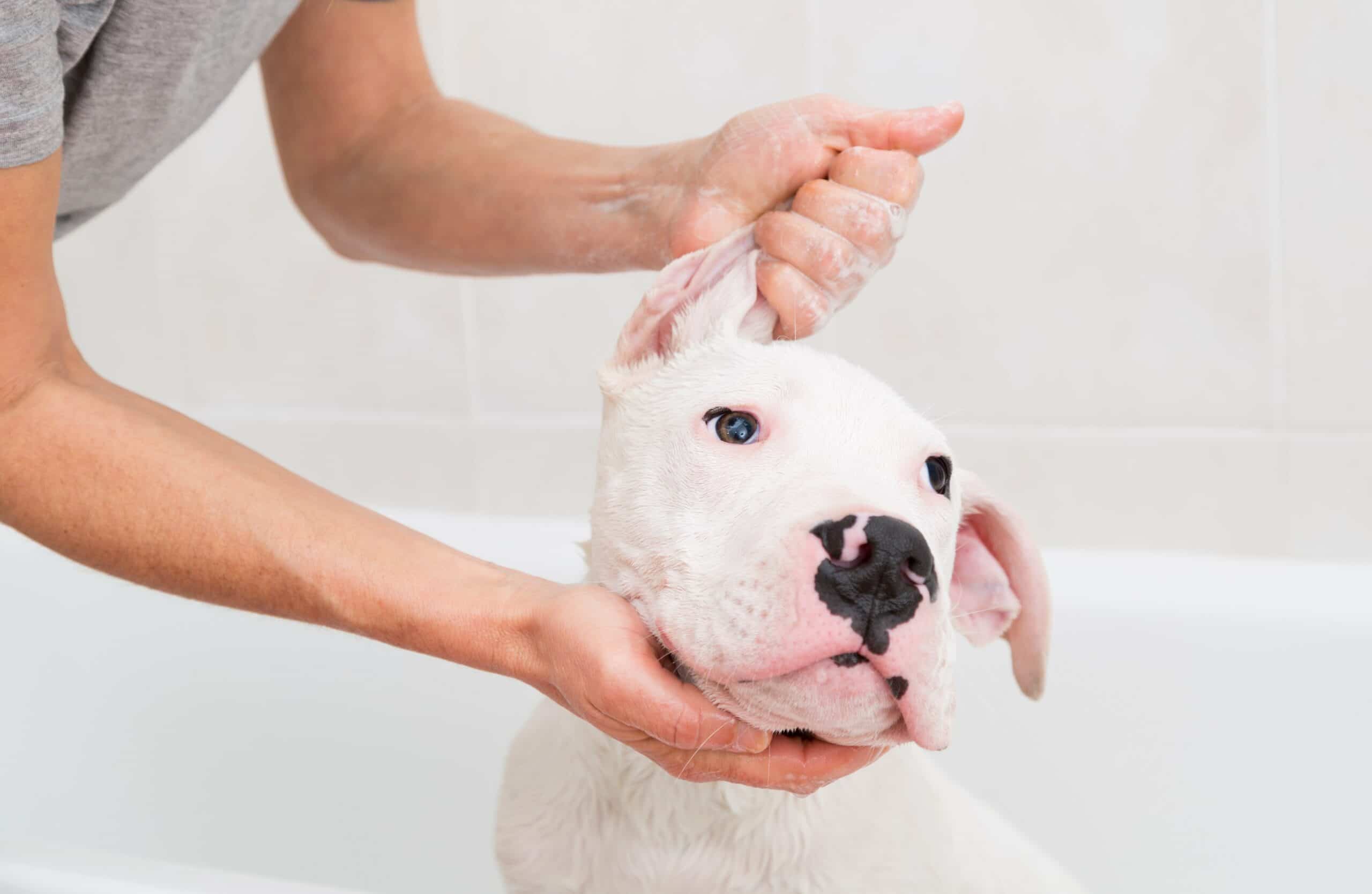 foto Perro Argentino
