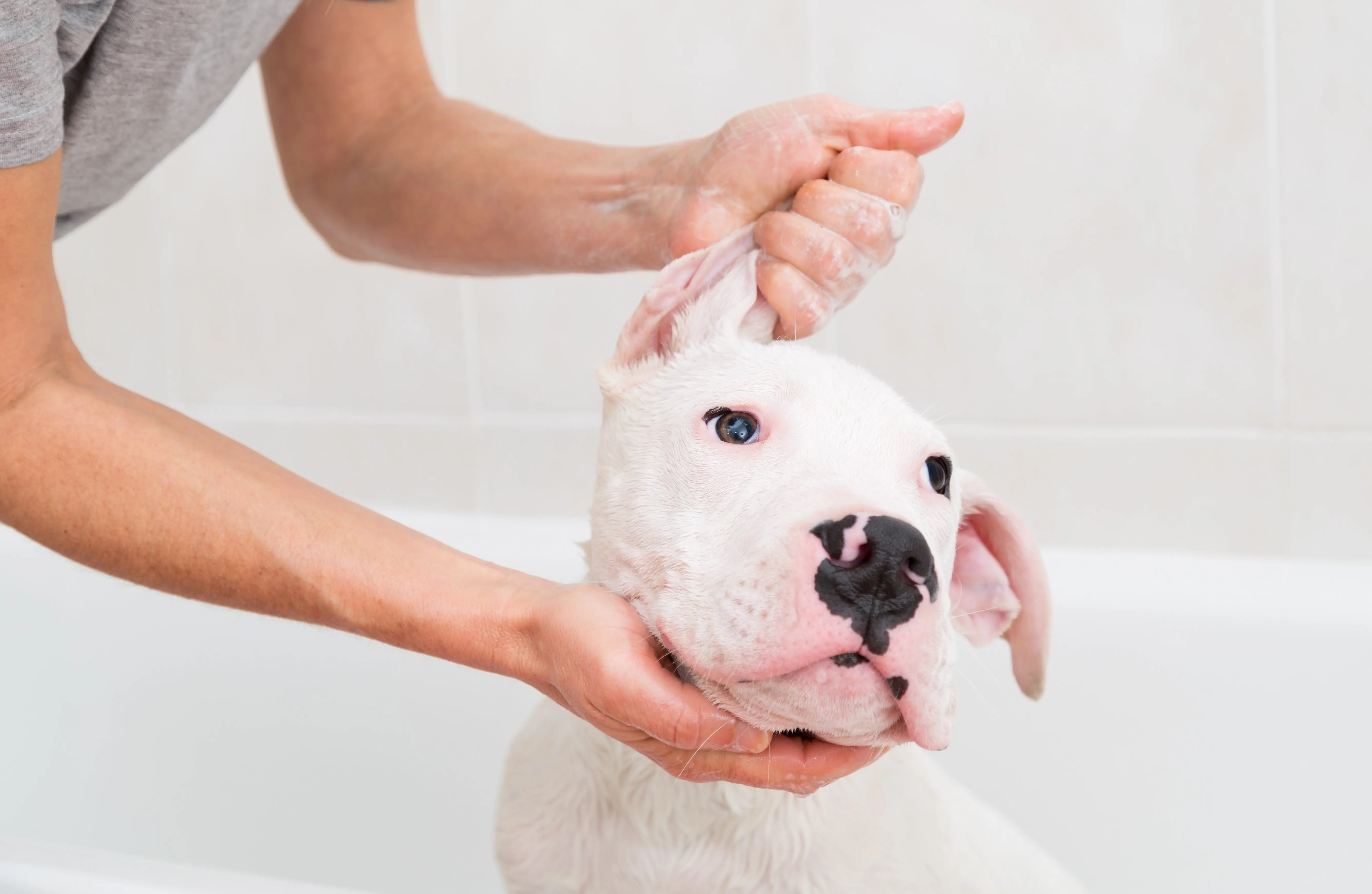 foto Perro Argentino