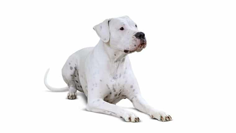 foto Perro Argentino