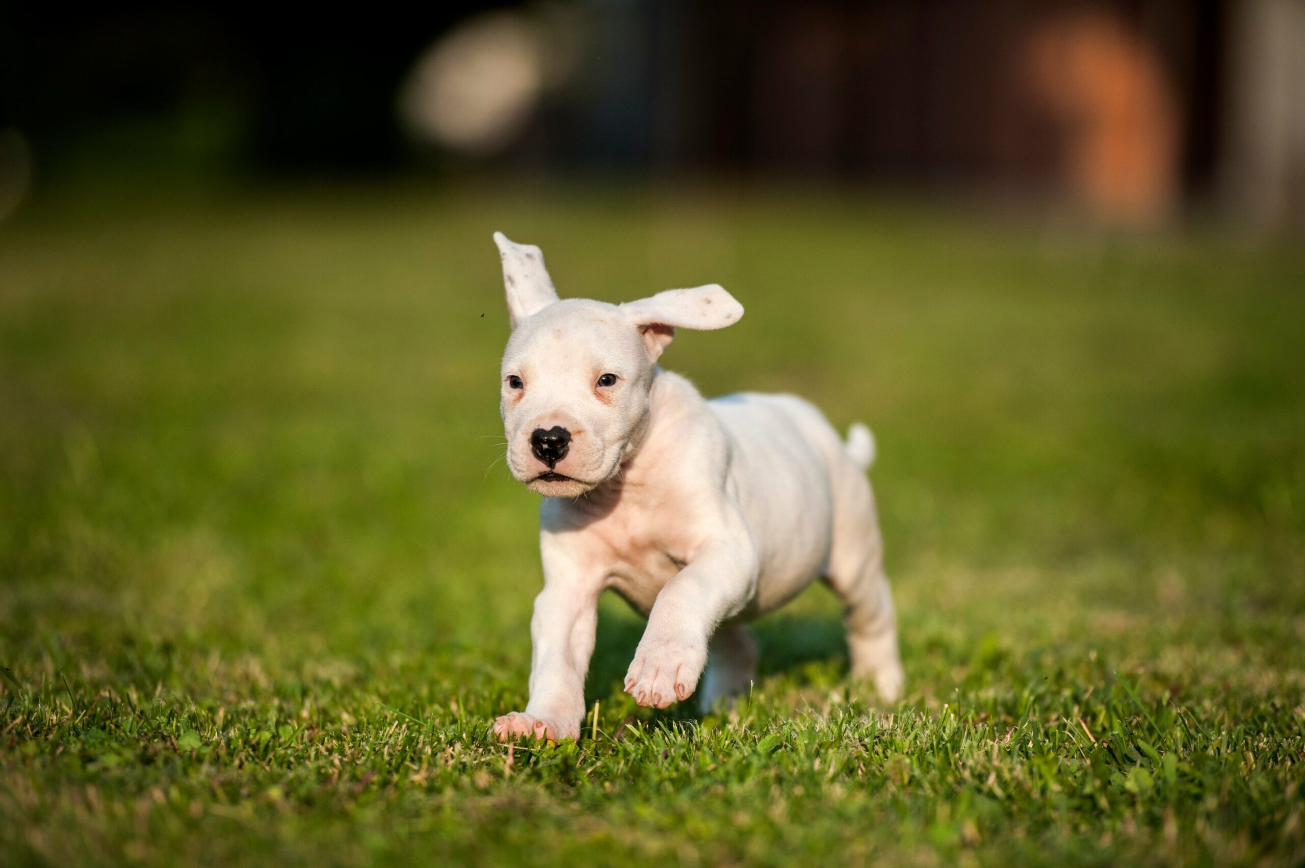 foto Perro Argentino