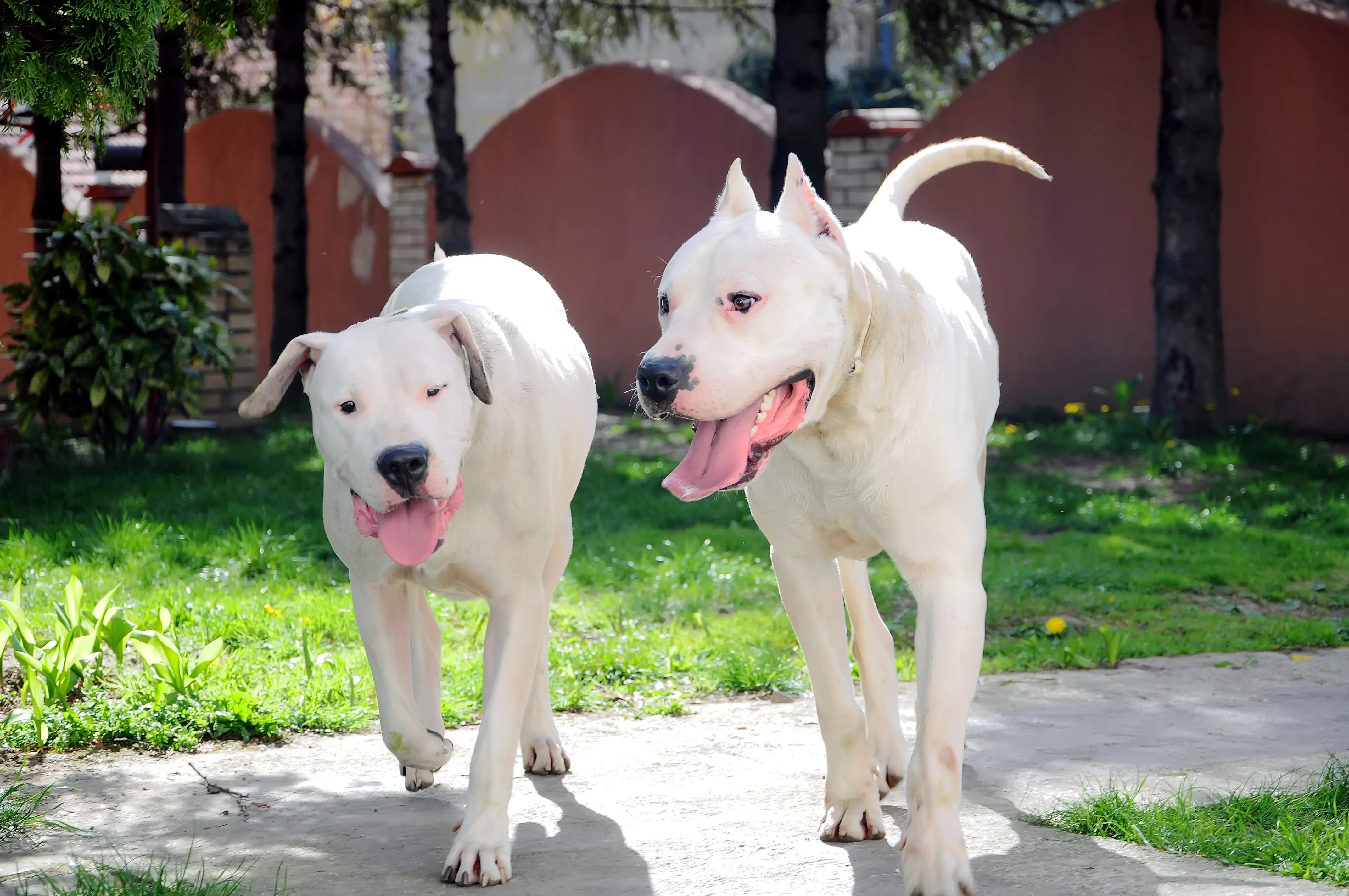 foto Perro Argentino