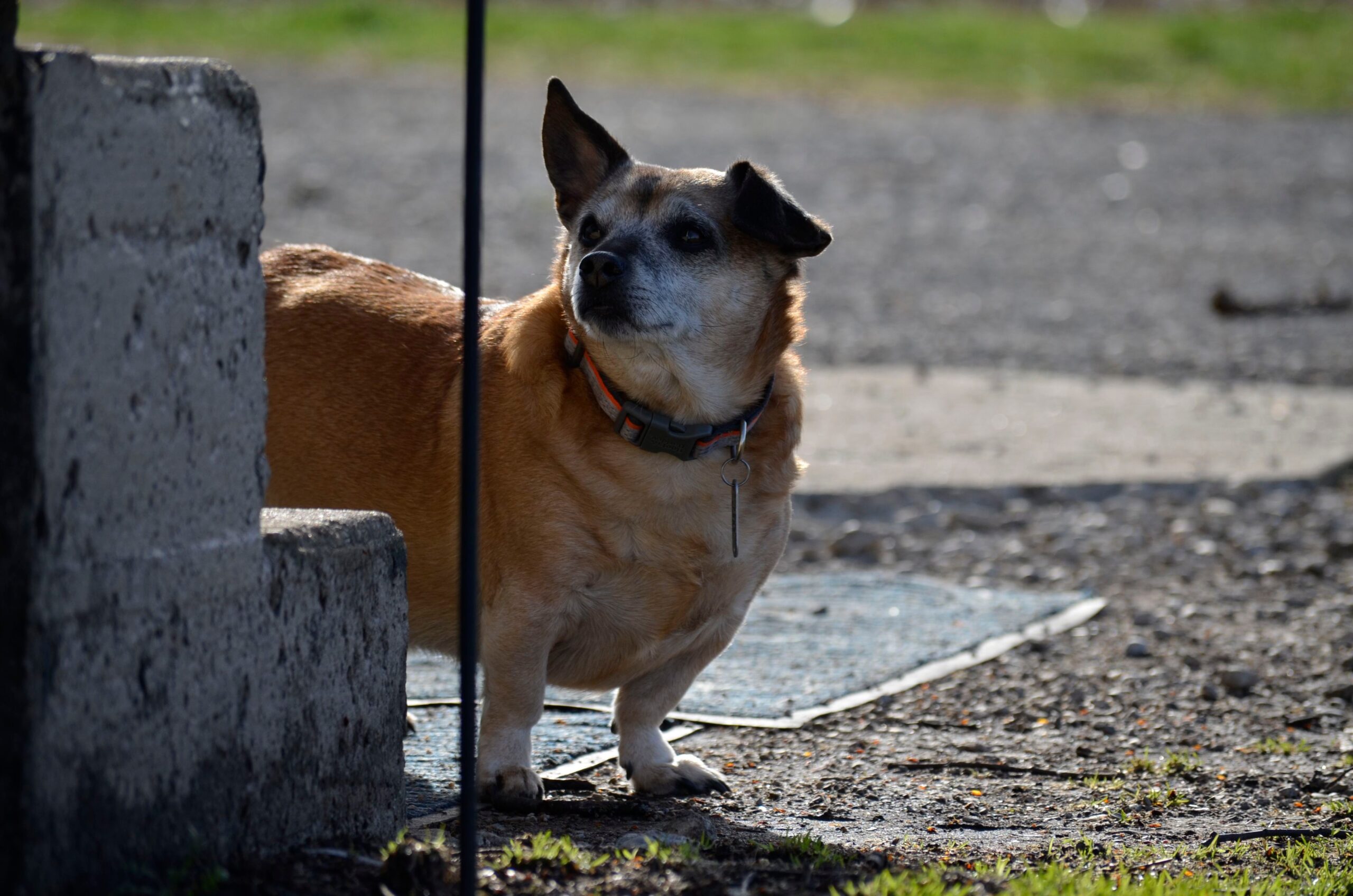 foto Perro de raza Dorgi