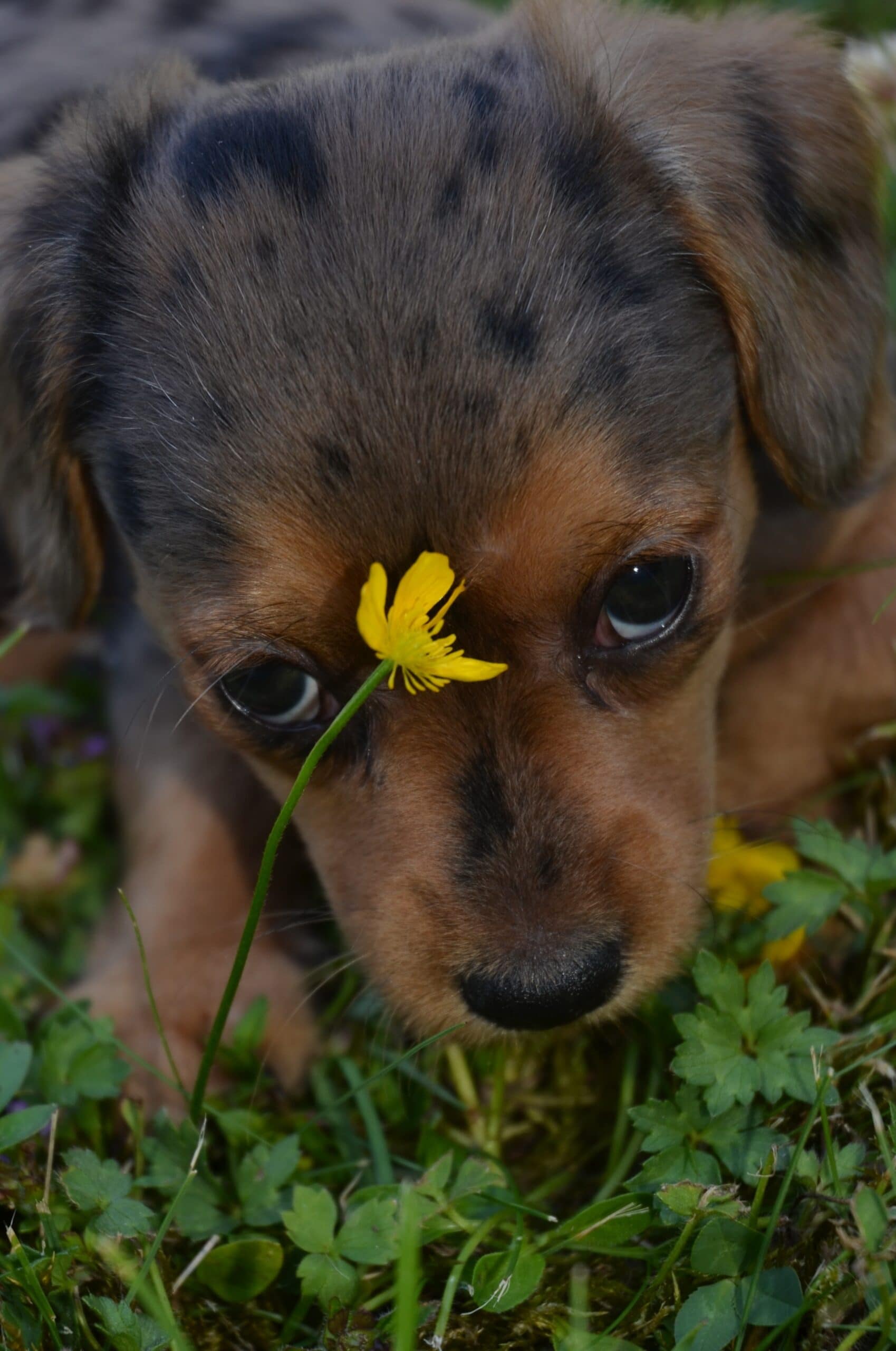 foto Dorkie Perro Mixto