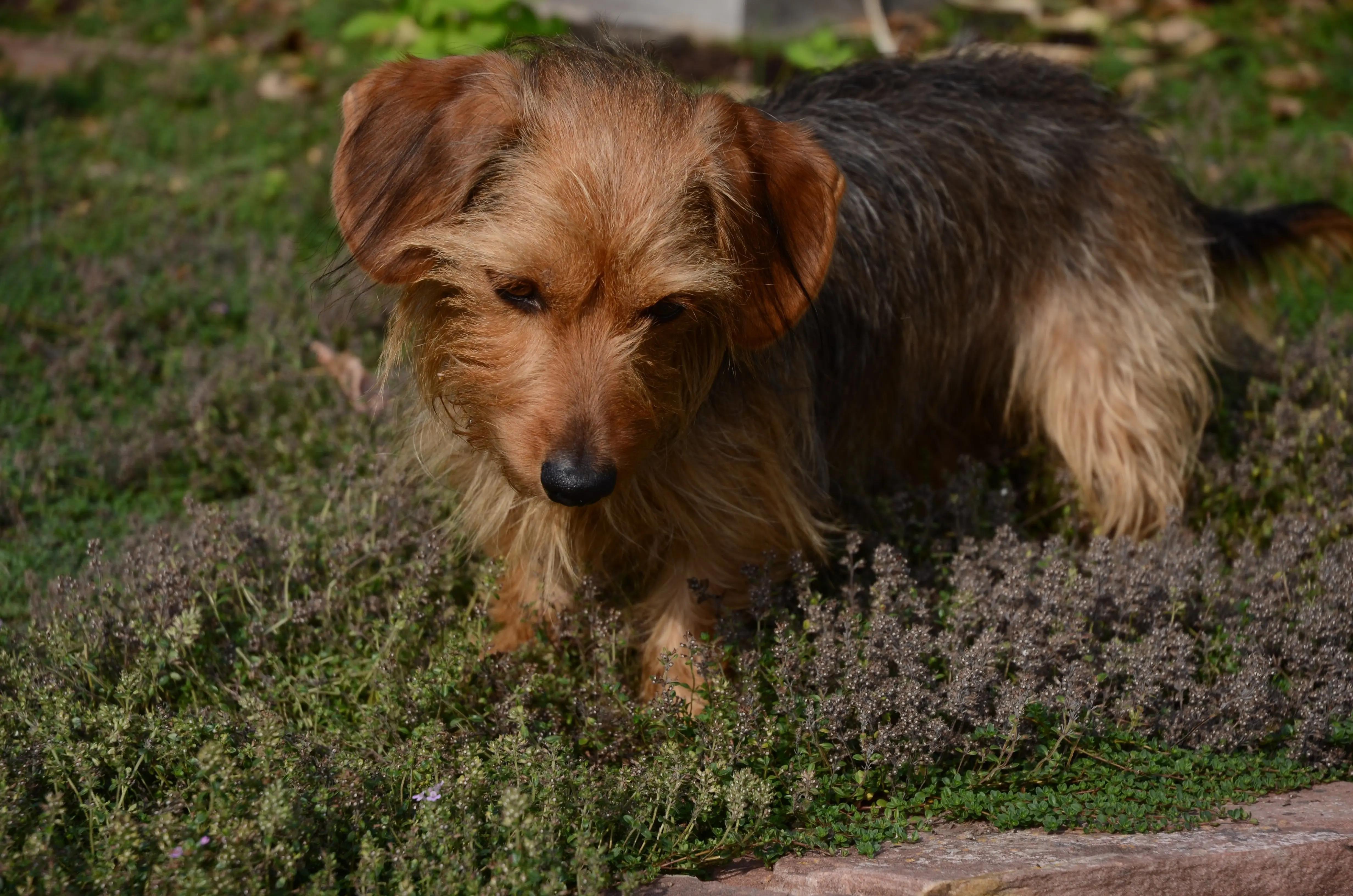 foto Dorkie Perro Mixto