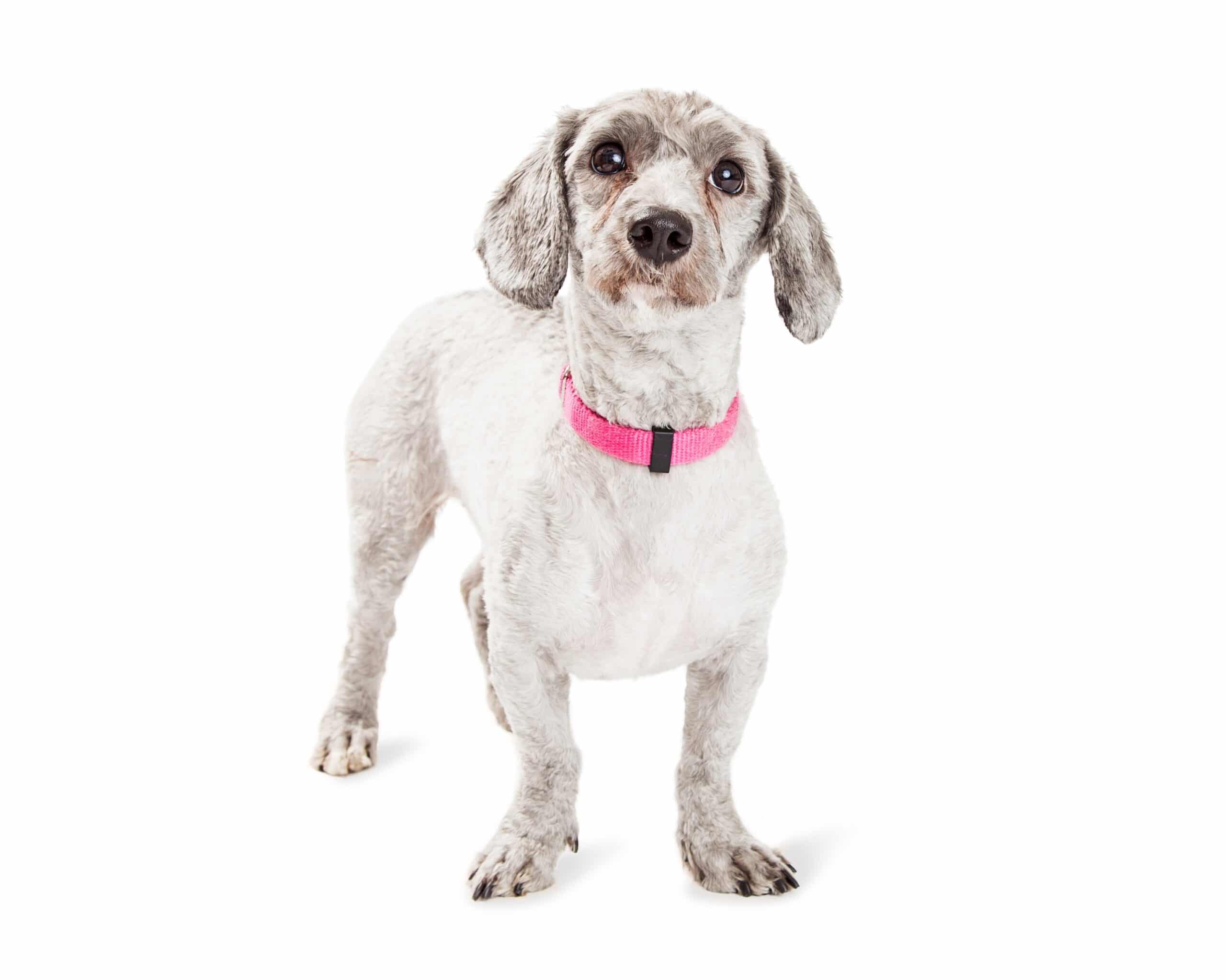 foto Perro mixto Doxiepoo