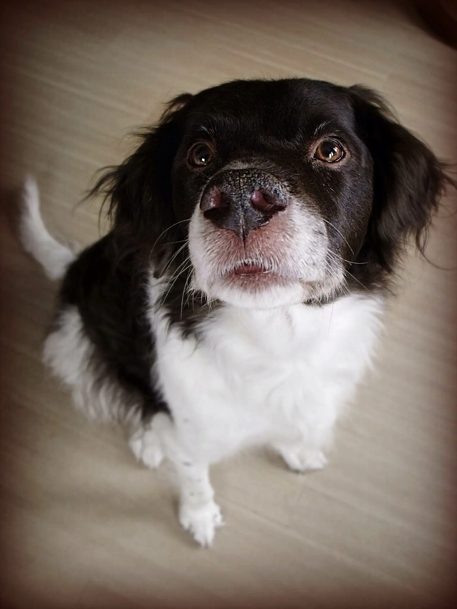 foto Perro Drentsche Patrijshond