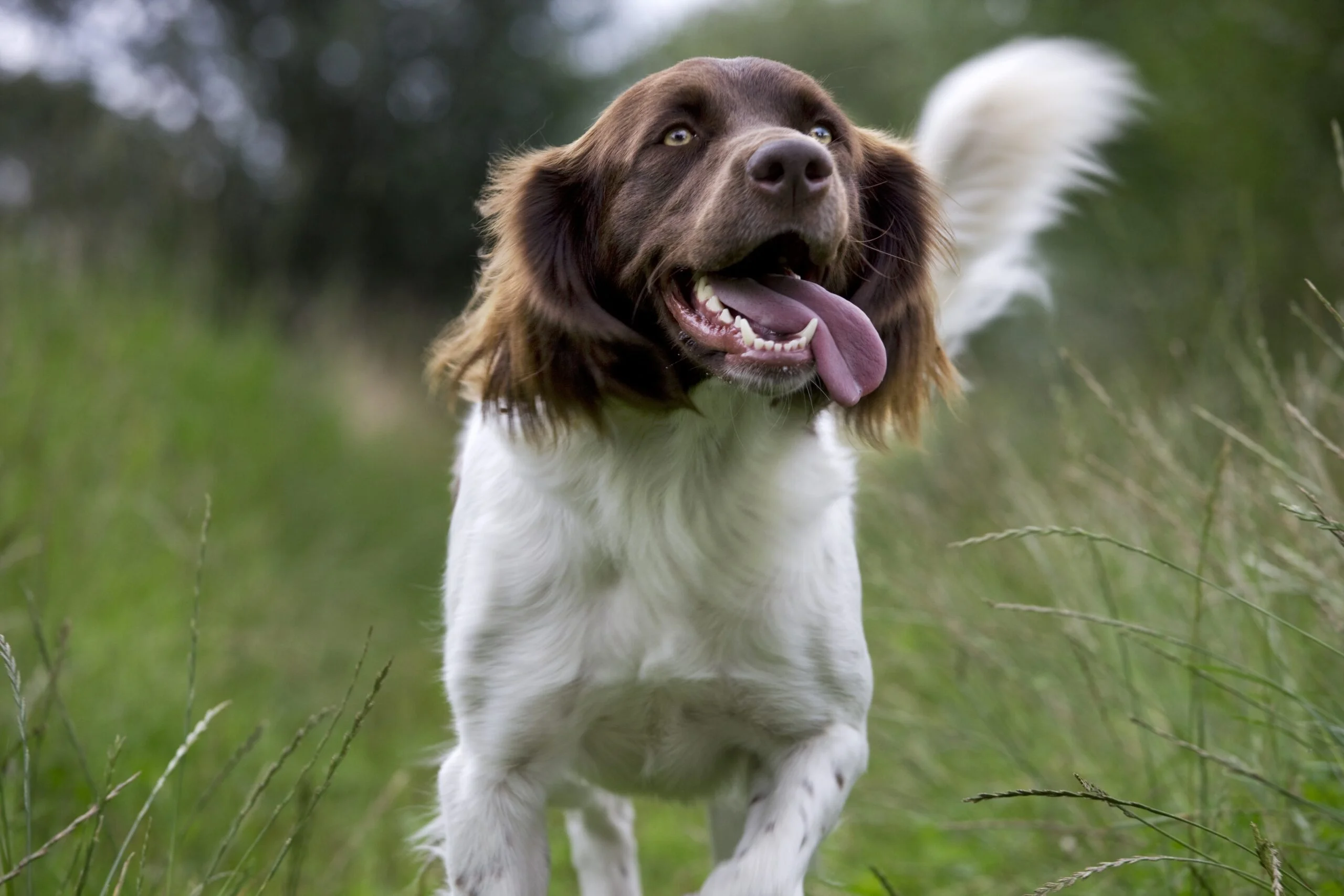 foto Perro Drentsche Patrijshond
