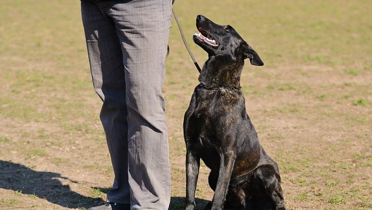 foto Perro Pastor Holandés