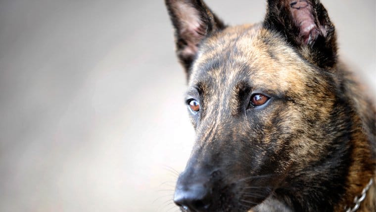 foto Perro Pastor Holandés
