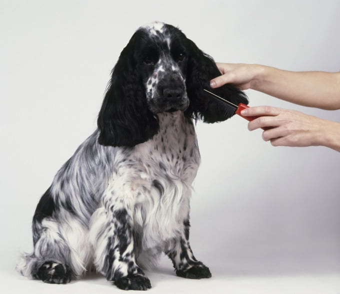 foto Perro Cocker Spaniel Inglés