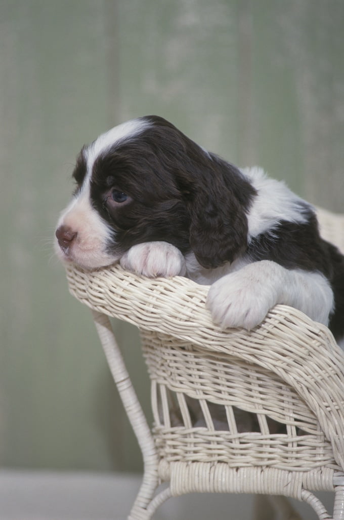 foto Perro Cocker Spaniel Inglés