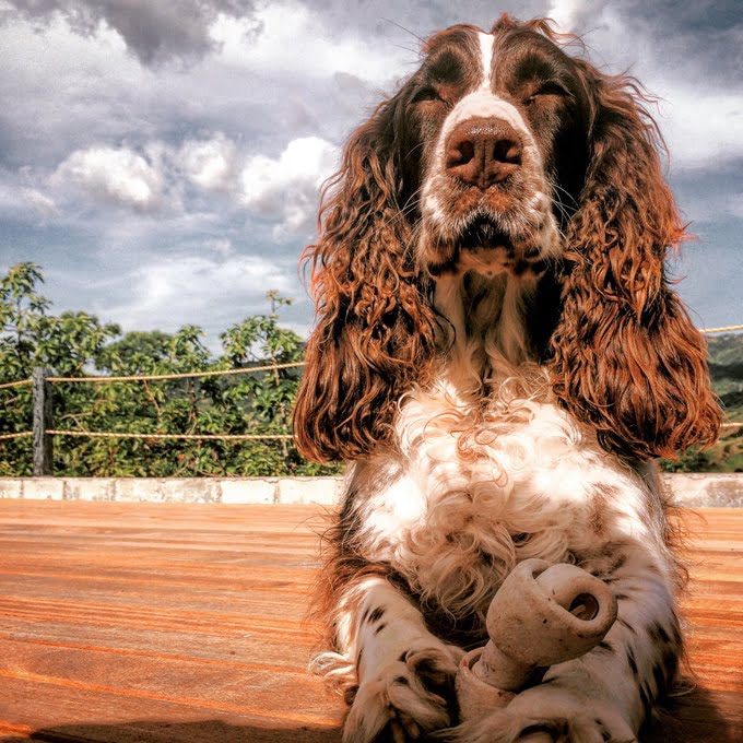 foto Perro Cocker Spaniel Inglés