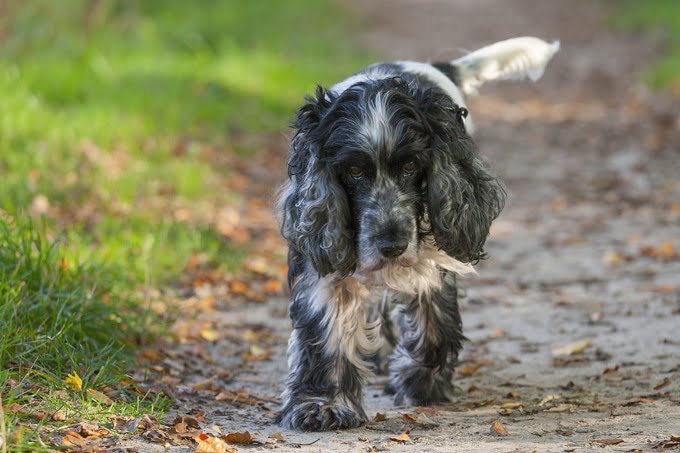 foto Perro Cocker Spaniel Inglés