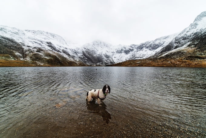 foto Perro Cocker Spaniel Inglés