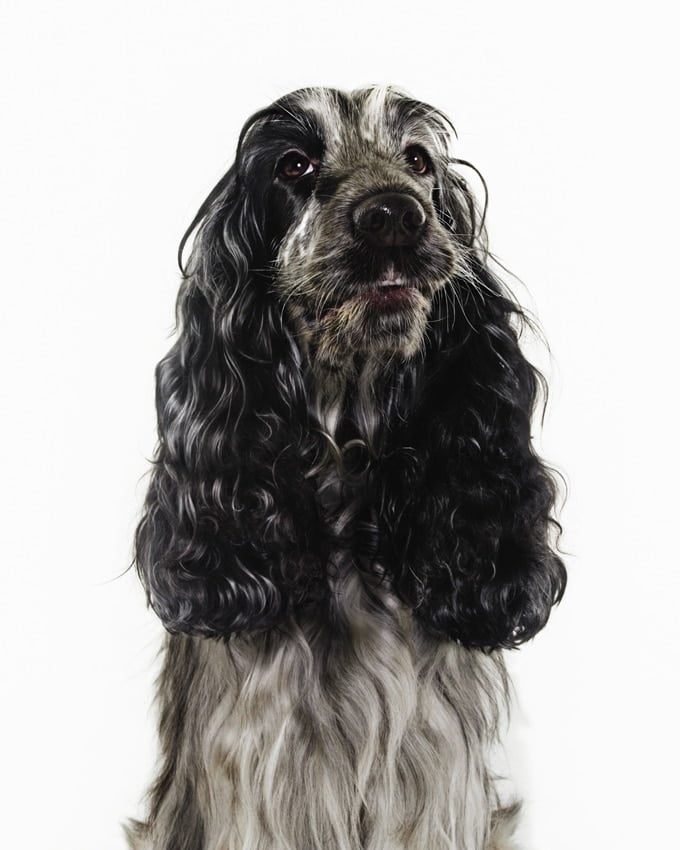 foto Perro Cocker Spaniel Inglés