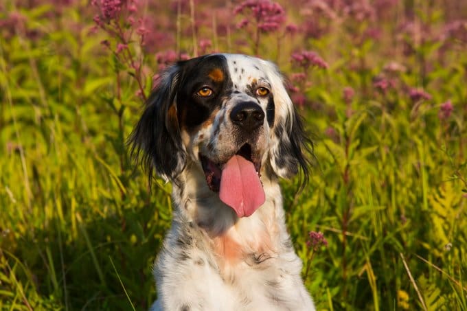 foto Perro Setter Inglés