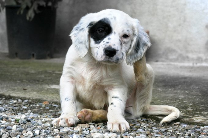 foto Perro Setter Inglés