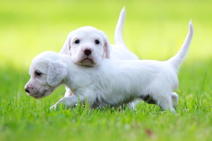 foto Perro Setter Inglés