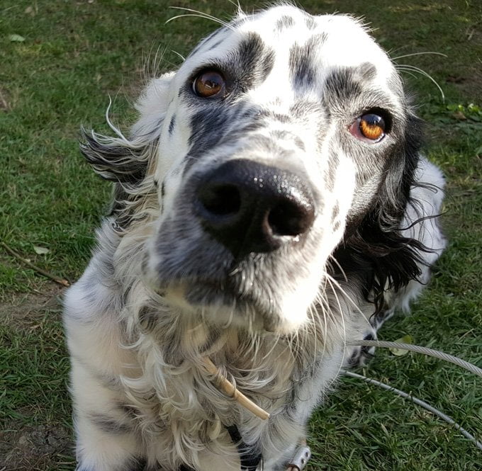 foto Perro Setter Inglés