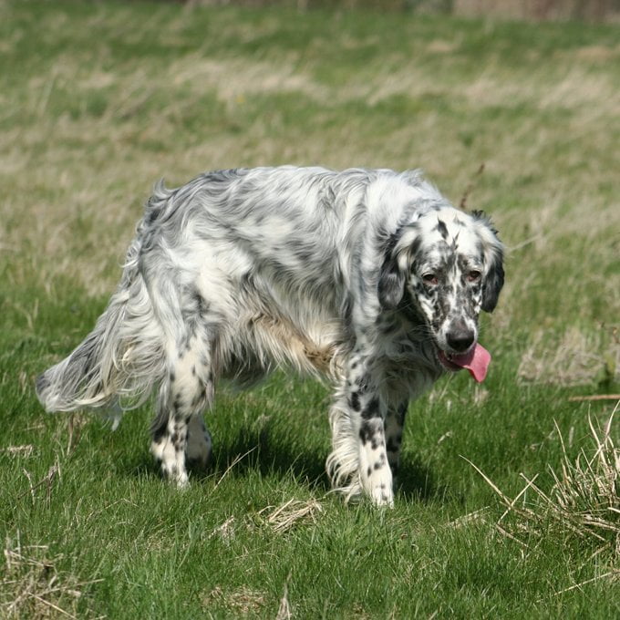 foto Perro Setter Inglés