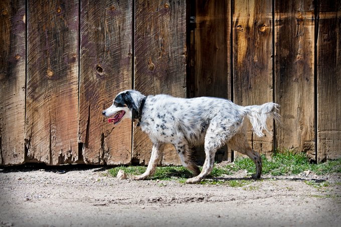 foto Perro Setter Inglés