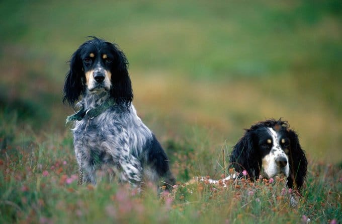 foto Perro Setter Inglés