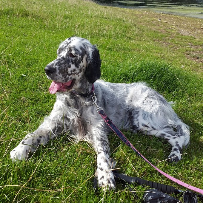 foto Perro Setter Inglés