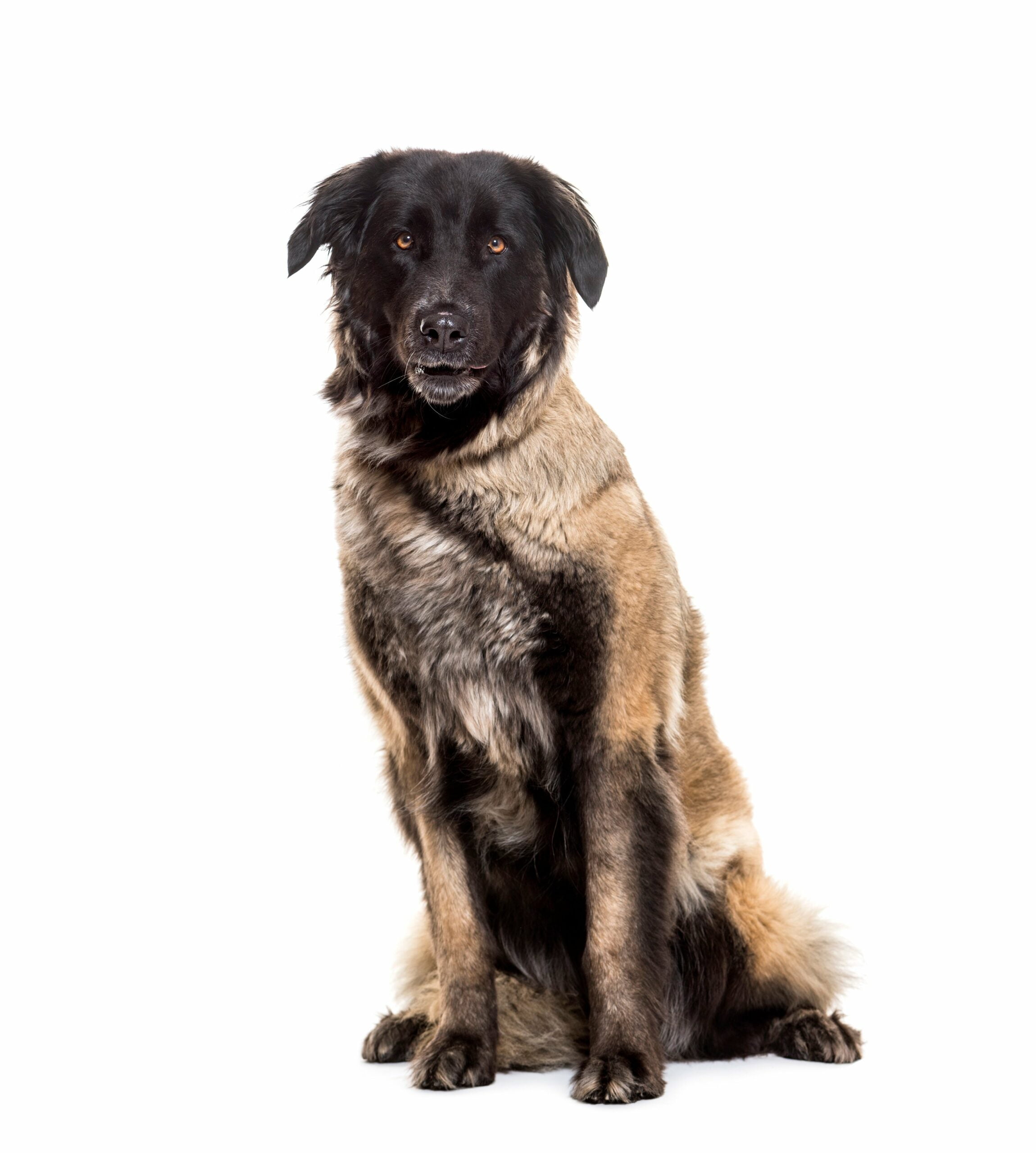 foto Perro de Montaña de Estrela