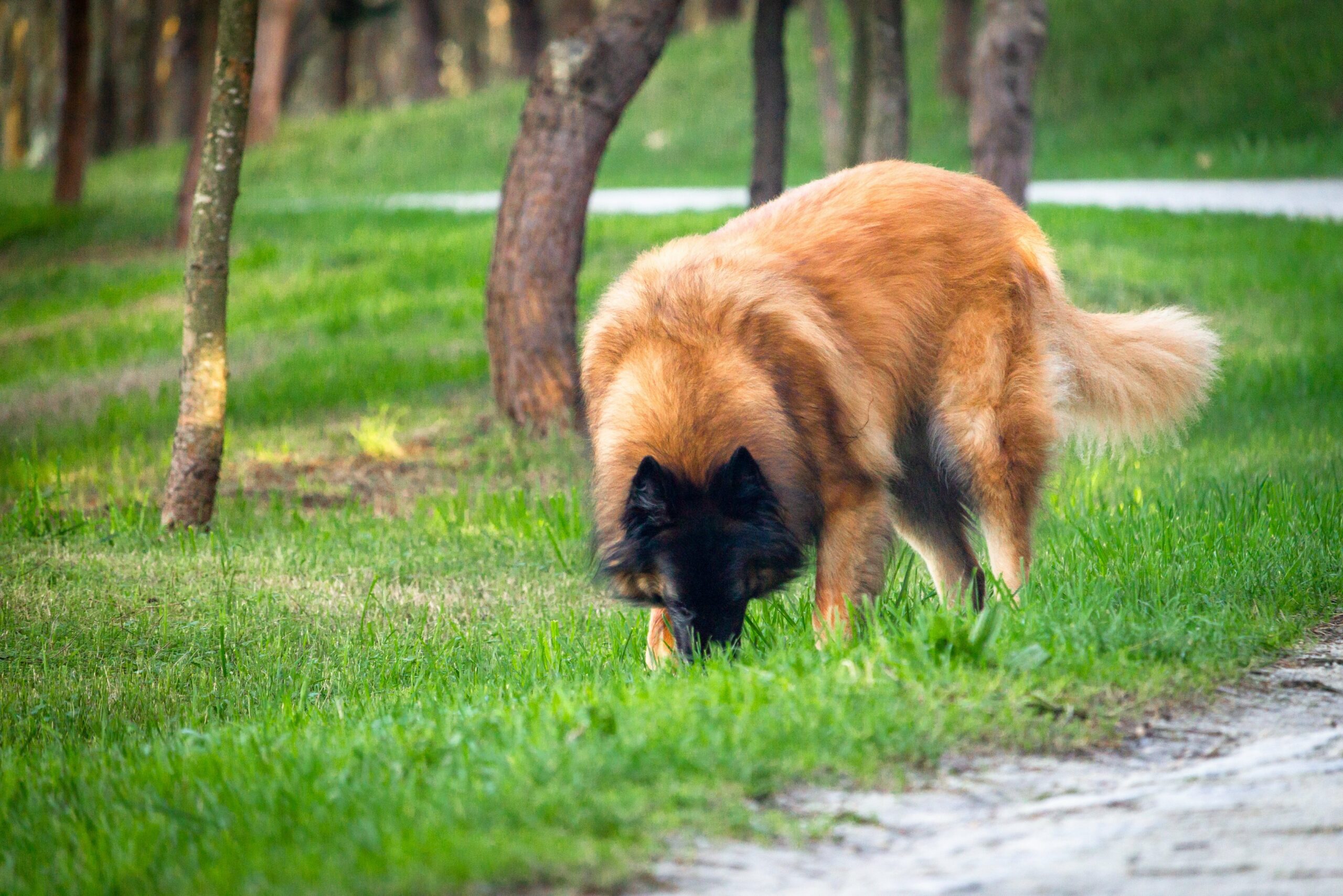 foto Perro de Montaña de Estrela