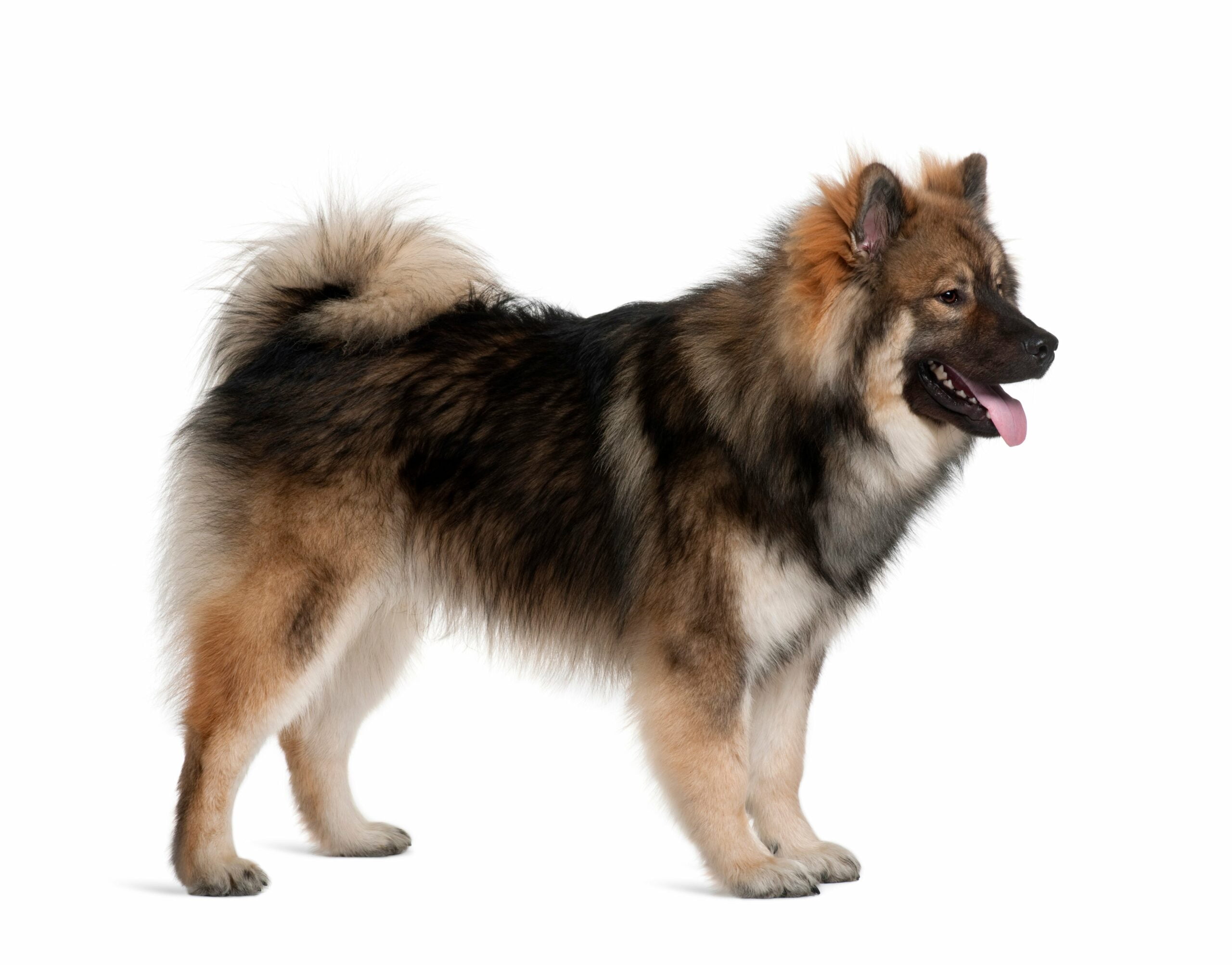 foto Perro de raza Eurasier