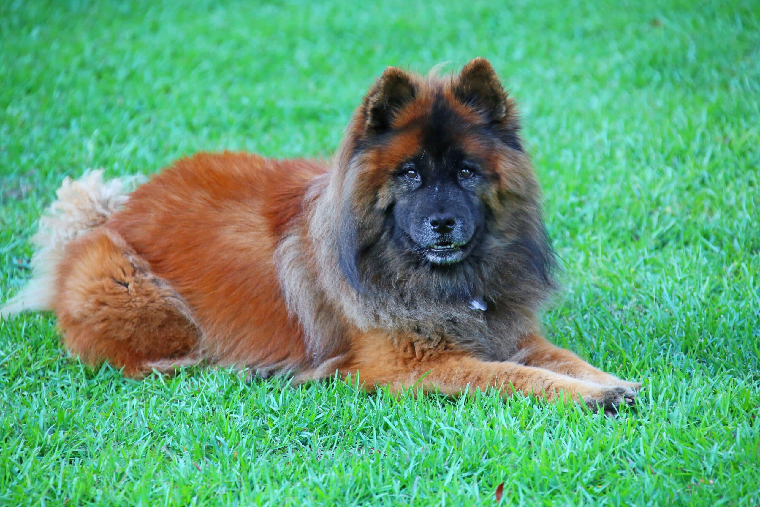 foto Perro de raza Eurasier