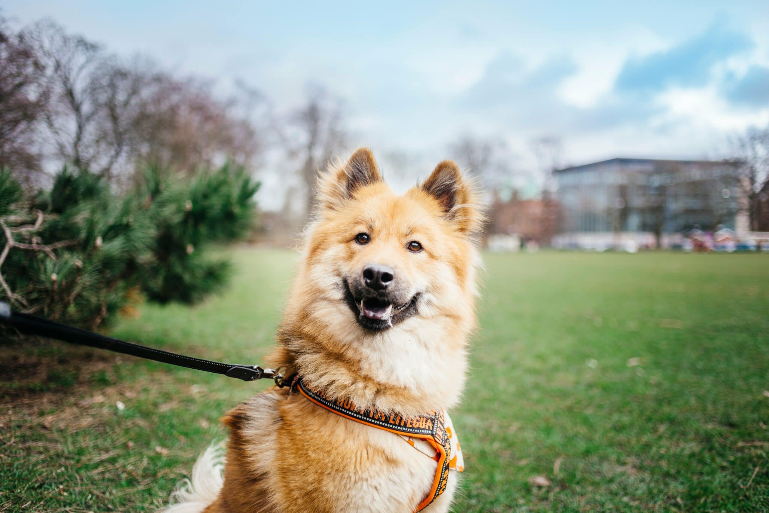 foto Perro de raza Eurasier