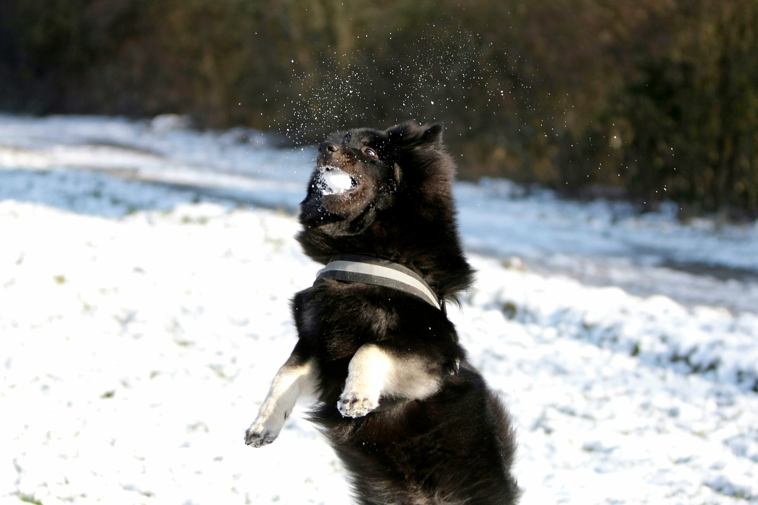 foto Perro de raza Eurasier