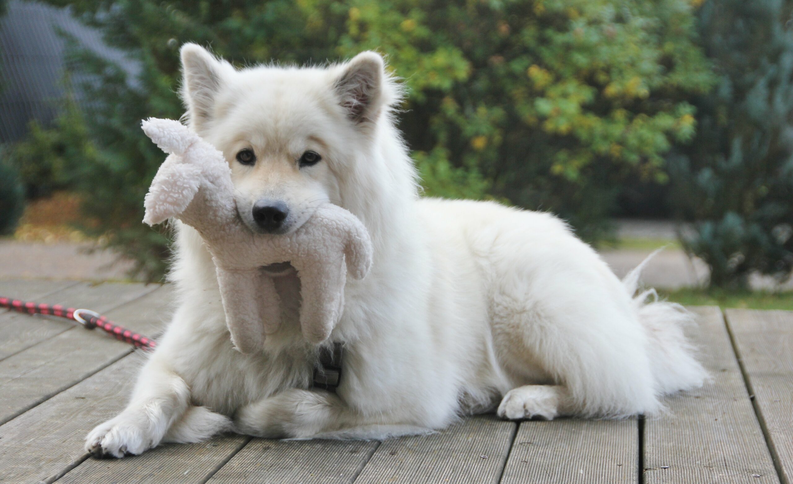 foto Perro de raza Eurasier