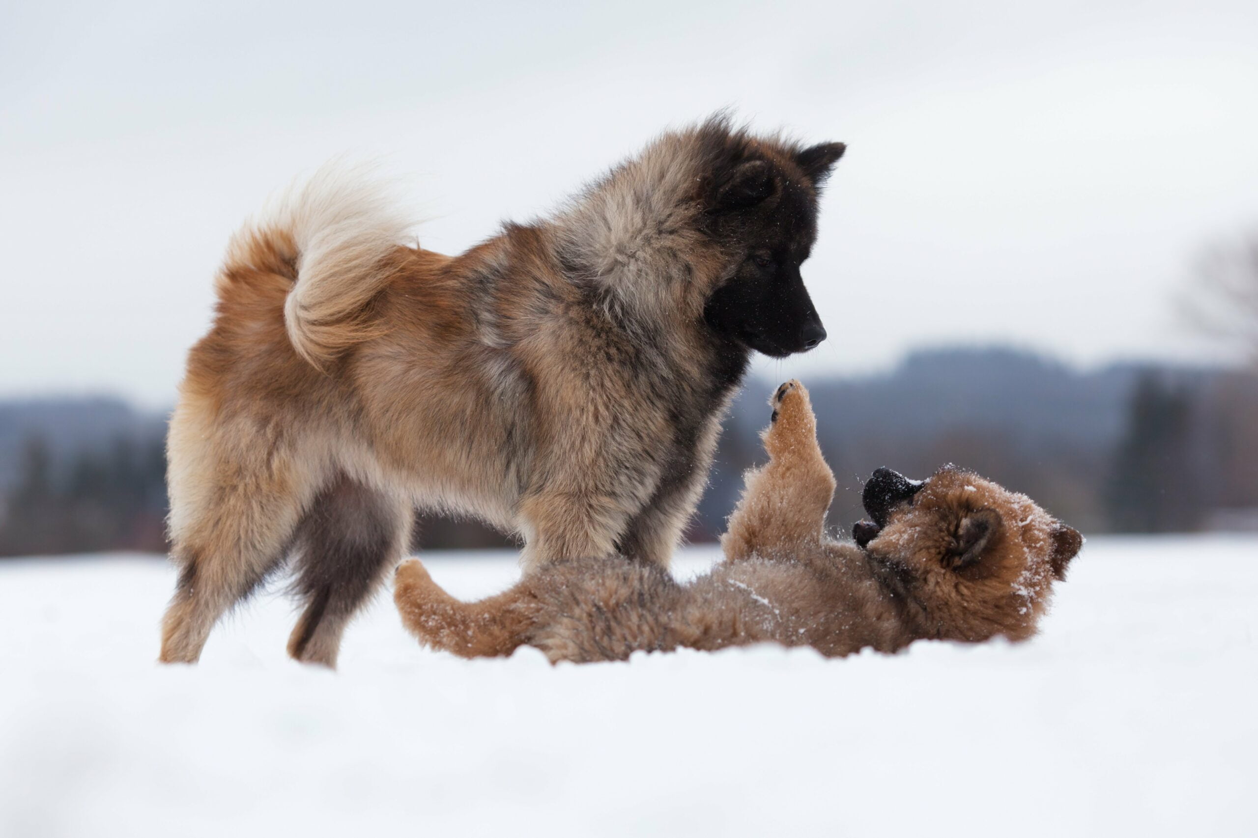 foto Perro de raza Eurasier