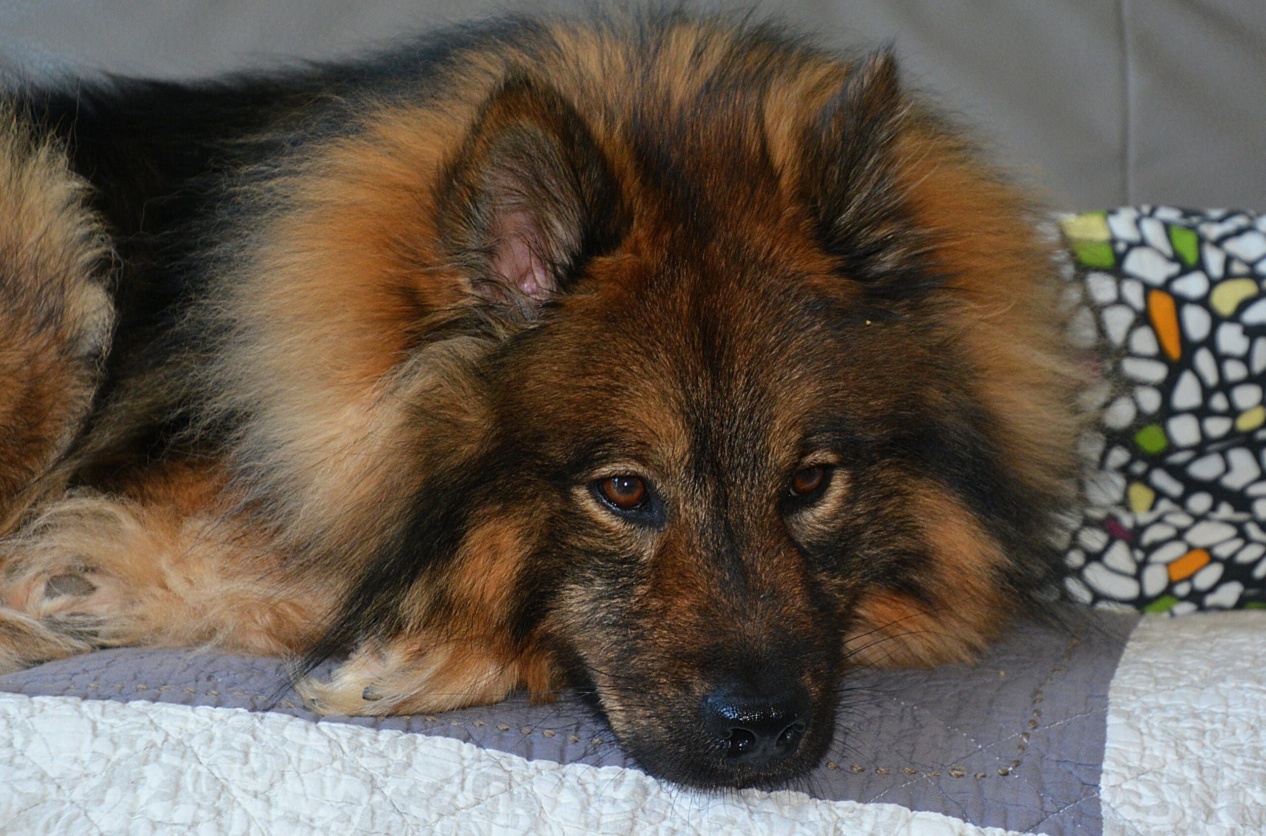 foto Perro de raza Eurasier