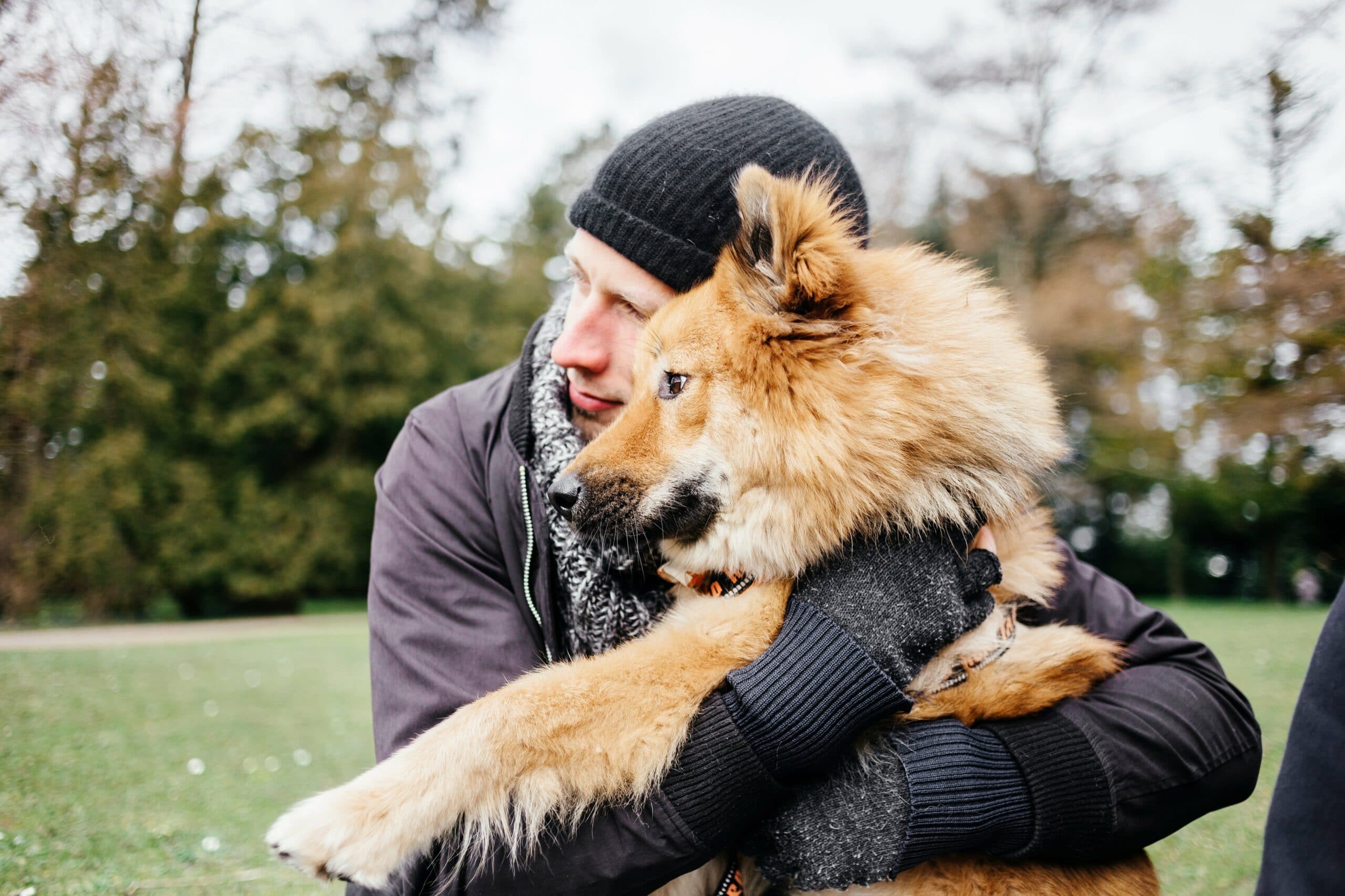 foto Perro de raza Eurasier