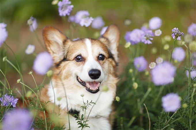foto Perro Pembroke Welsh Corgi