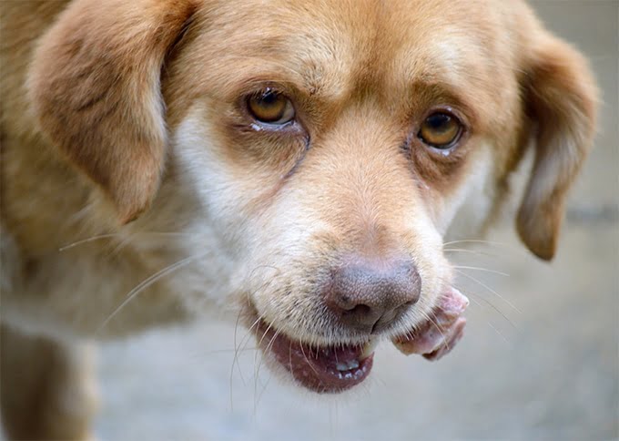 foto Perro Chinook