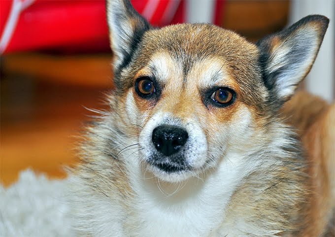 foto Perro de raza Lundehund noruego