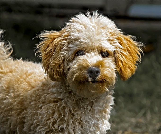 foto Perro Goldendoodle