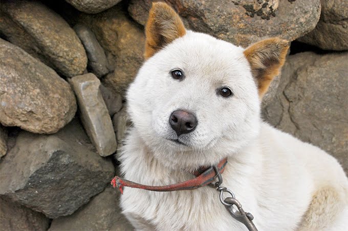 foto Perro Jindo Coreano